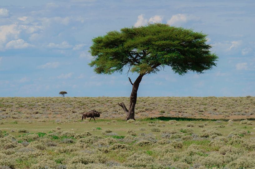 Gnu auf Steppe von Mathew Koster