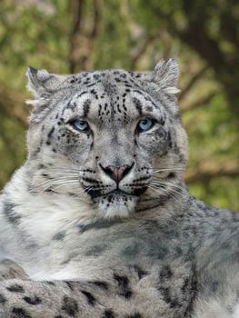 The Spirit of Himalaya