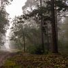 Forest Path Into The Mist sur William Mevissen