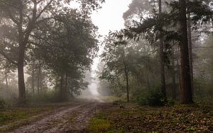 Forest Path Into The Mist