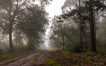 Forest Path Into The Mist van William Mevissen