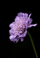 Field widow's wort - Knautia arvensis