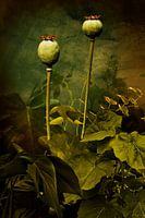 Casplantjes - Poppies