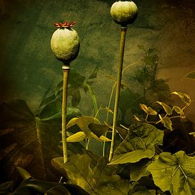 Casplantjes - Papaver van Cas Slagboom