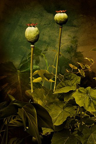 Plantes Cas - Coquelicots