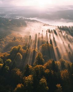 Herbstwald im Sonnenaufgang