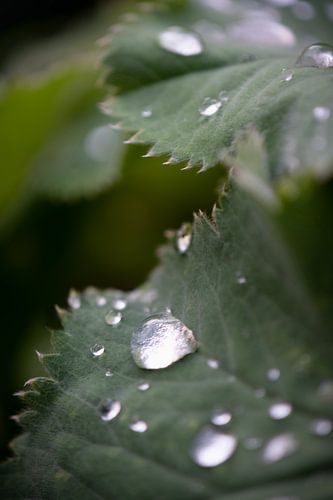 Dark green leaf with drops