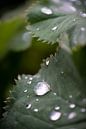Dark green leaf with drops by Julia Strube - graphics thumbnail