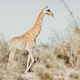 L'élégance de la savane : Girafe majestueuse dans une oasis boisée paisible sur Geke Woudstra