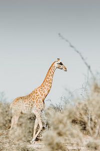 L'élégance de la savane : Girafe majestueuse dans une oasis boisée paisible