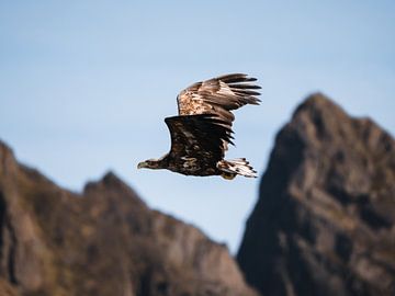 White-tailed eagle over the Lofoten Islands by Roy Mosterd