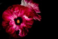 Hibiscus flowers on black background