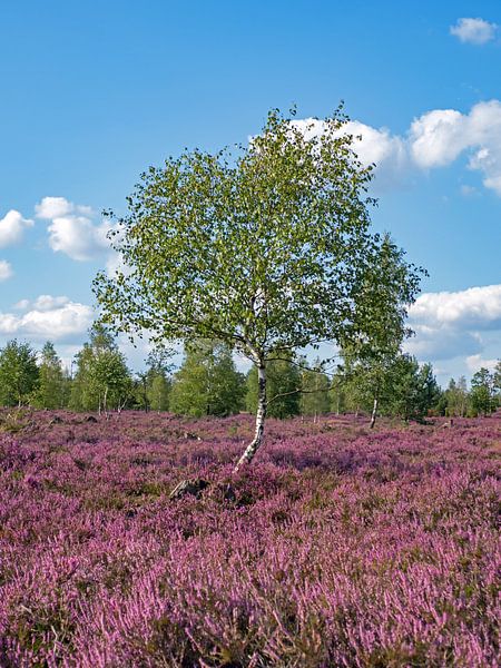 Purple heath, Lüneburg Heath by Katrin May