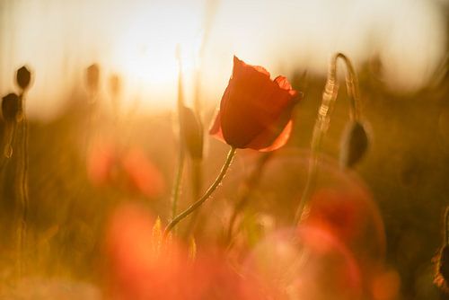 Klaproos in de avondzon