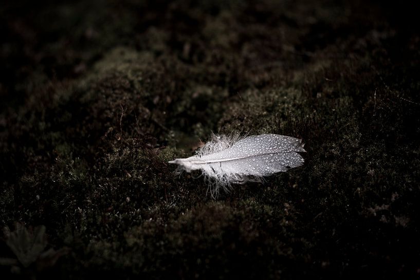 Feather Fallen on Moss in Dark Silence by Femke Ketelaar