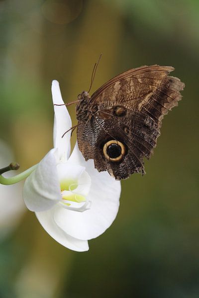 Vlinder op een orchidee von Clicksby JB