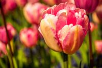 Roze tulpen in de zon