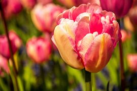 Roze tulpen in de zon sur Stedom Fotografie