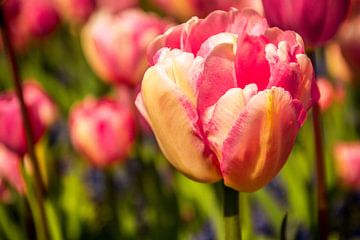 Roze tulpen in de zon van Stedom Fotografie