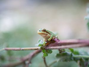 Grenouille arboricole dans la réserve de biosphère de Dana, Jordanie sur Teun Janssen