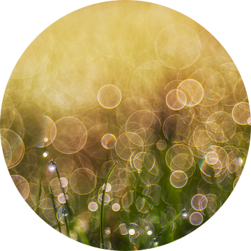 de ochtendzon en de dauw van Daniela Beyer