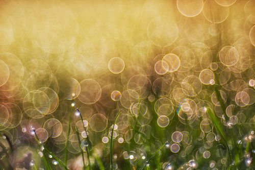 the morning sun and the dew