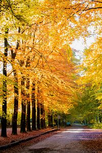 Herfstkleur in het bos van Richard Gilissen