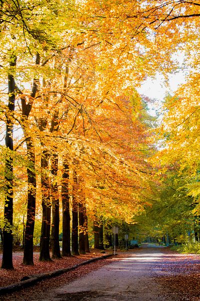 Herbstliche Farbe im Wald von Richard Gilissen