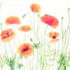 Coquelicot