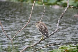 Verstopte Vogel van Kimberly de Pater