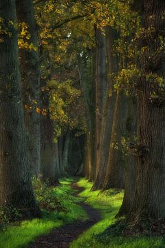 Märchenhafter Waldpfad, Gelderland von Lars van de Goor
