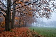 Laatste bladeren van de herfst van Tvurk Photography thumbnail
