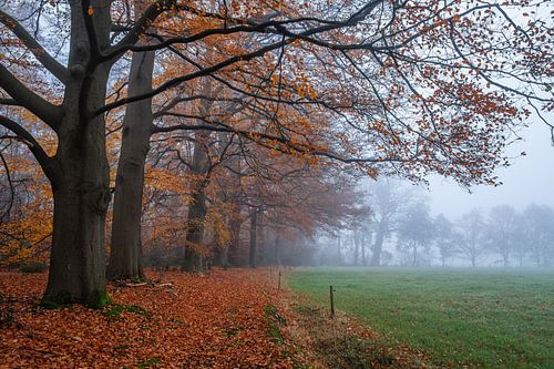 Letzte Blätter des Herbstes