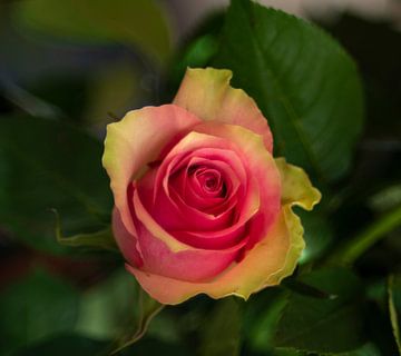 Rose d'amour vintage jaune