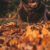 Bruine labrador van Tessa Dommerholt