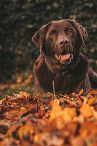Labrador brun sur Tessa Dommerholt