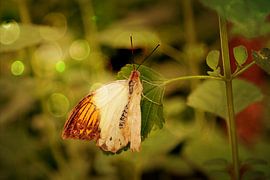 Halbweißer Schmetterling mit Bokeh von Carin Klabbers