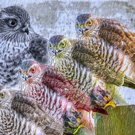 Sperwer collage van Dieter König