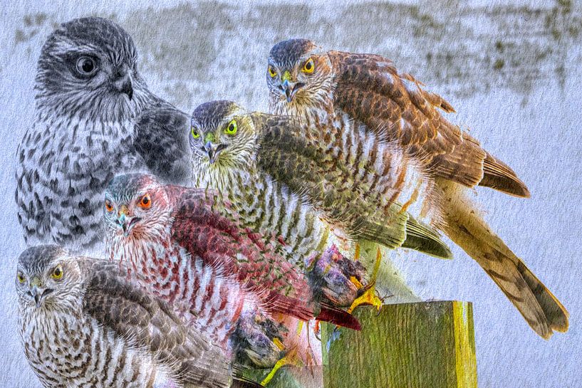 Sparrowhawk collage by Dieter König
