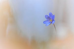 Leberblümchen im weichen Bokeh