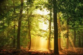 Hidden in plain sight van Lars van de Goor