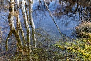 Berken in water van Cor de Bruijn