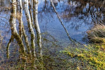 Birches in water by Cor de Bruijn