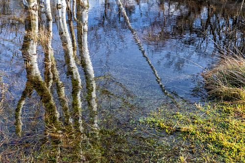 Berken in water
