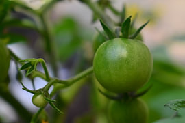 Frische grüne Kirschtomate von Ryan Vossestein