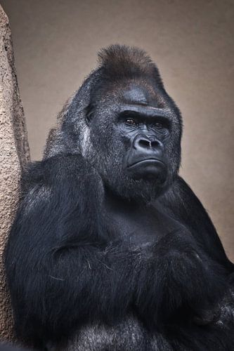 Een sombere mannelijke gorilla zit zwaar bij de klif