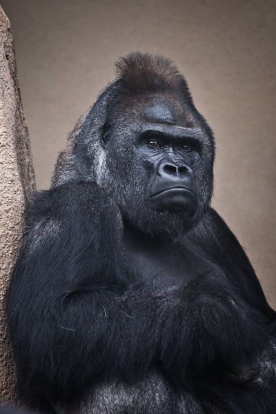 Ein düsterer männlicher Gorilla sitzt schwer an der Klippe von Michael Semenov