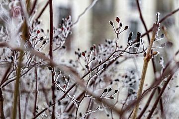 Rote Beeren im Schnee von Martina David