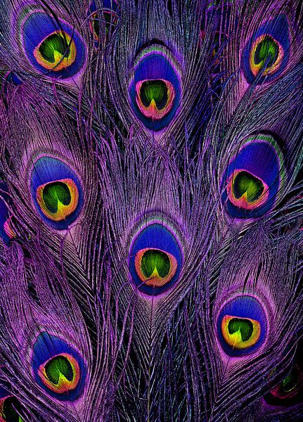 Peacock feathers by Elles Rijsdijk