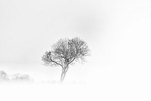 Arbre météorologique dans le brouillard. sur Ellen Driesse